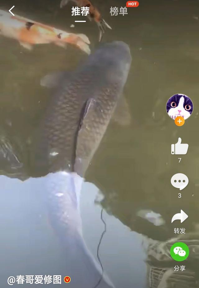重庆明星鱼莽子，科技引领潮流，重塑生活体验新标杆
