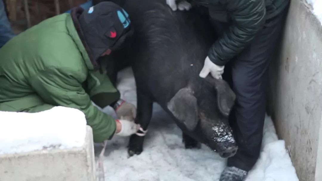 河南最新杀猪事件，一场温馨有趣的乡村回忆
