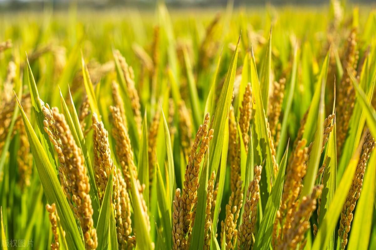 安徽绩溪最新住宅价格走势，机遇与自信的力量