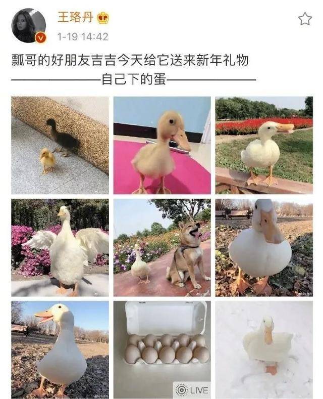 最新鸭子网使用指南，任务完成与技能提升攻略