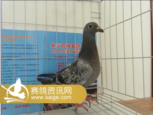北京公棚最新招聘，时代的呼唤与行业翘楚的集结
