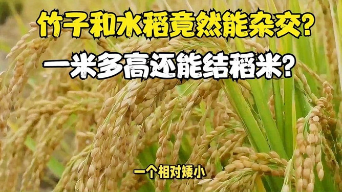 陈化粮稻谷最新价格解析，市场观点与个人立场分析