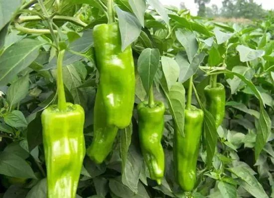 今日朝天椒最新价格,市场分析、影响因素及预测趋势揭秘